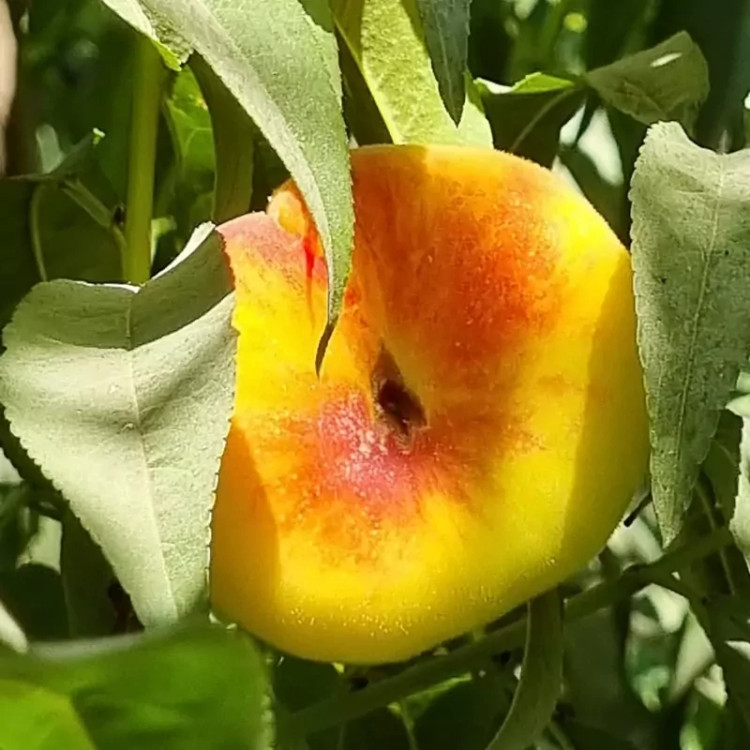 خرید نهال هلو انجیری زعفرانی میوه درشت با طعمه شیرین مقاوم به کم ابی و گرما