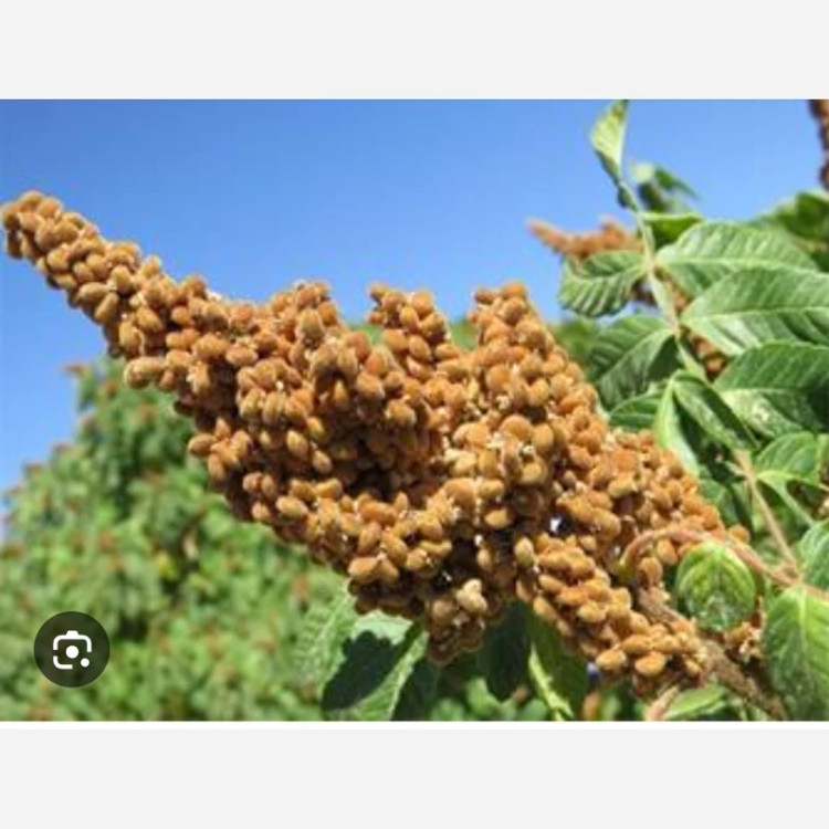 خرید نهال سماق قهوه ای(بهترین نوع سماق.با طعمه خوش مزه مقاوم به کم ابی و گرما