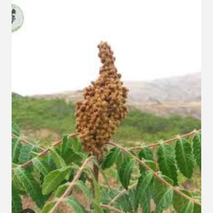 خرید نهال سماق قهوه ای(بهترین نوع سماق.با طعمه خوش مزه مقاوم به کم ابی و گرما