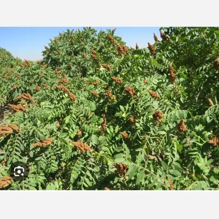 خرید نهال سماق قهوه ای(بهترین نوع سماق.با طعمه خوش مزه مقاوم به کم ابی و گرما