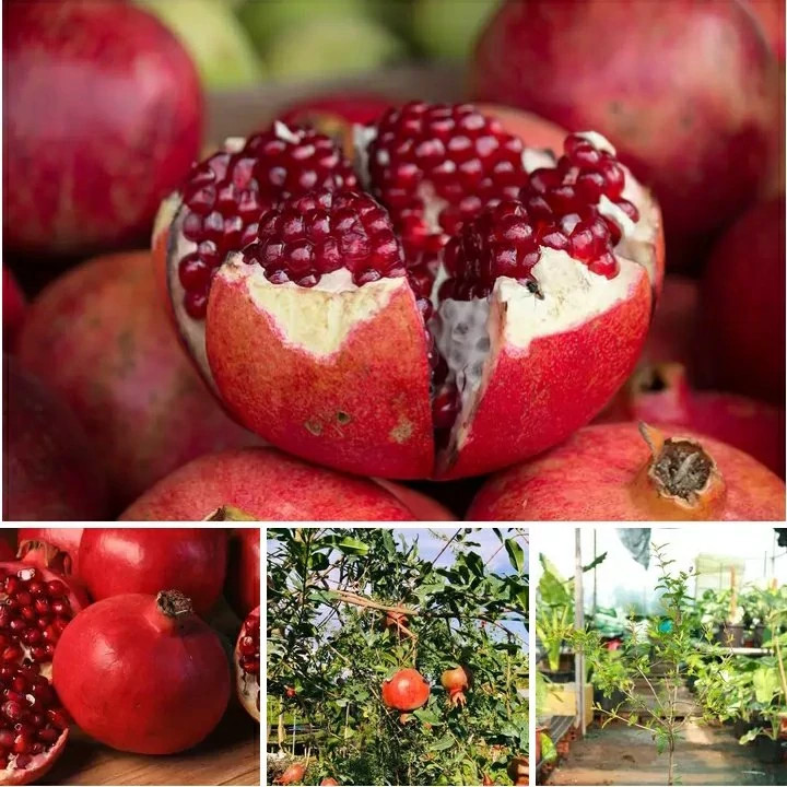 خرید نهال انار اسرائیلی با مزه شیرین ودانه درشت مقاوم به کم ابی و گرما