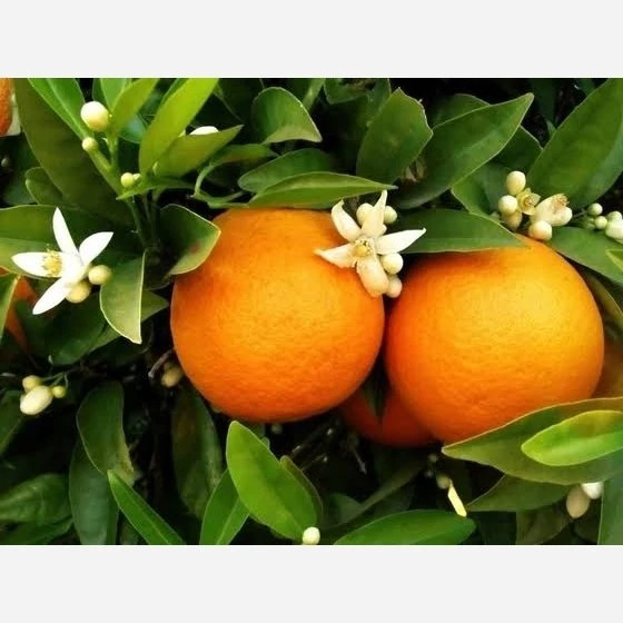 خرید نهال پرتقال با طعمه شیرین خوش مزه با میوه درشت مقاوم به کم ابی و گرما