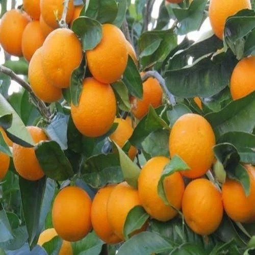 خرید نهال پرتقال با طعمه شیرین خوش مزه با میوه درشت مقاوم به کم ابی و گرما