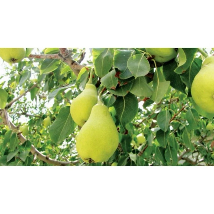 خرید نهال گلابی پاکوتاه درگزی میوه درشت شیرین مقاوم به کم ابی و گرما