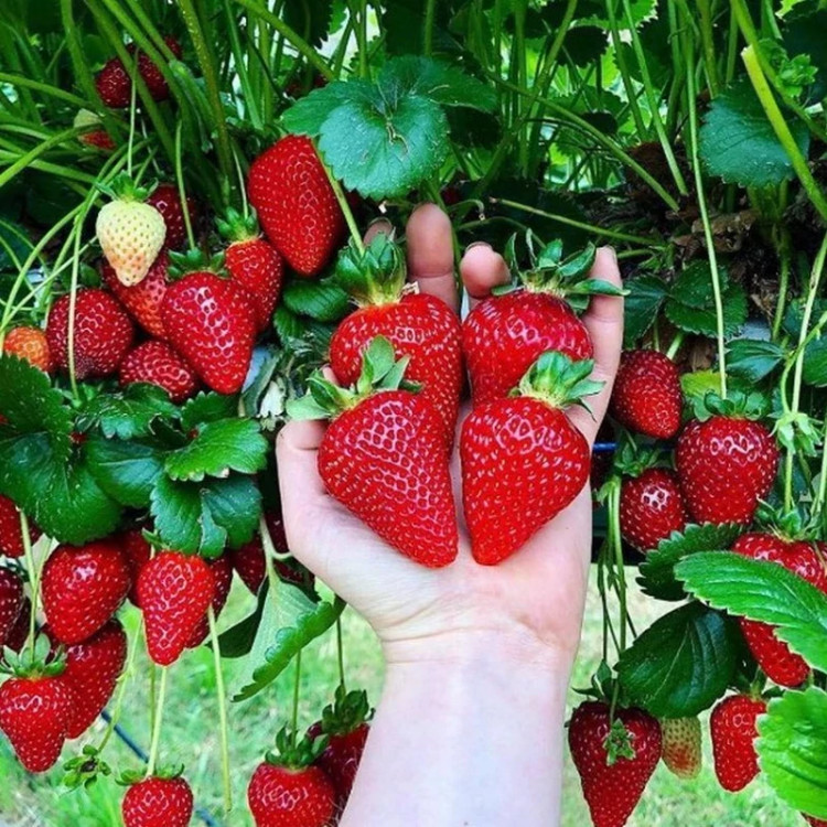 خرید نهال بوته توت فرنگی چهار فصل گلدانی با رنگ زیبا پر بار با طعمه شیرین مقاوم به کم ابی و گرما