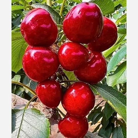 خرید نهال گیلاس شاه دانه ودرشت با طعمه شیرین مقاوم به کم ابی و گرما