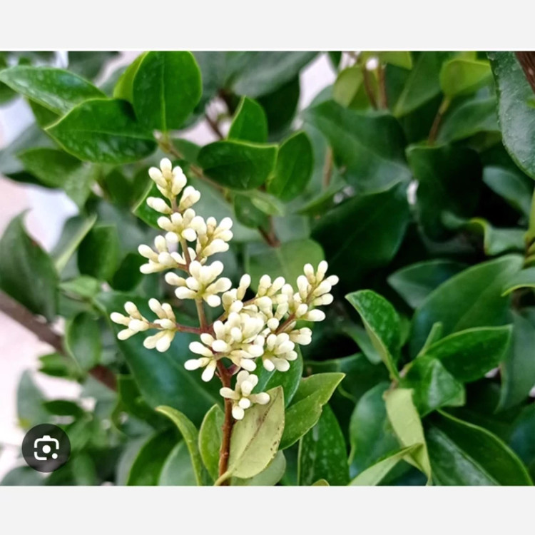 خرید نهال یاس هلندی(یکساله کوچک) زیبا سازی محیط مقاوم به کم ابی و گرما