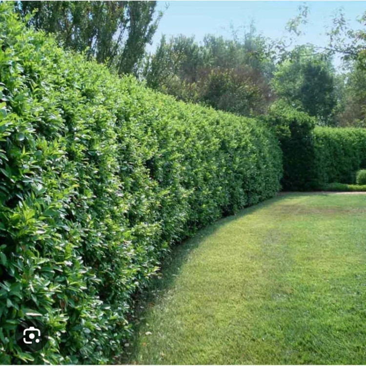 خرید نهال یاس هلندی(یکساله کوچک) زیبا سازی محیط مقاوم به کم ابی و گرما