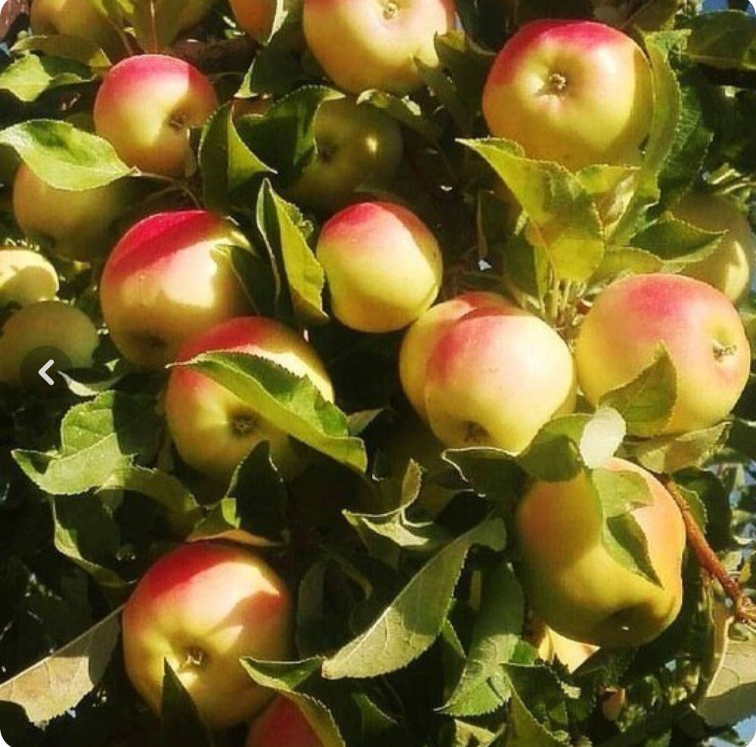 خرید نهال سیب ماتیکی درشت اب دار شیرین بسیار اقتصادی مقاوم به کم ابی و سرما