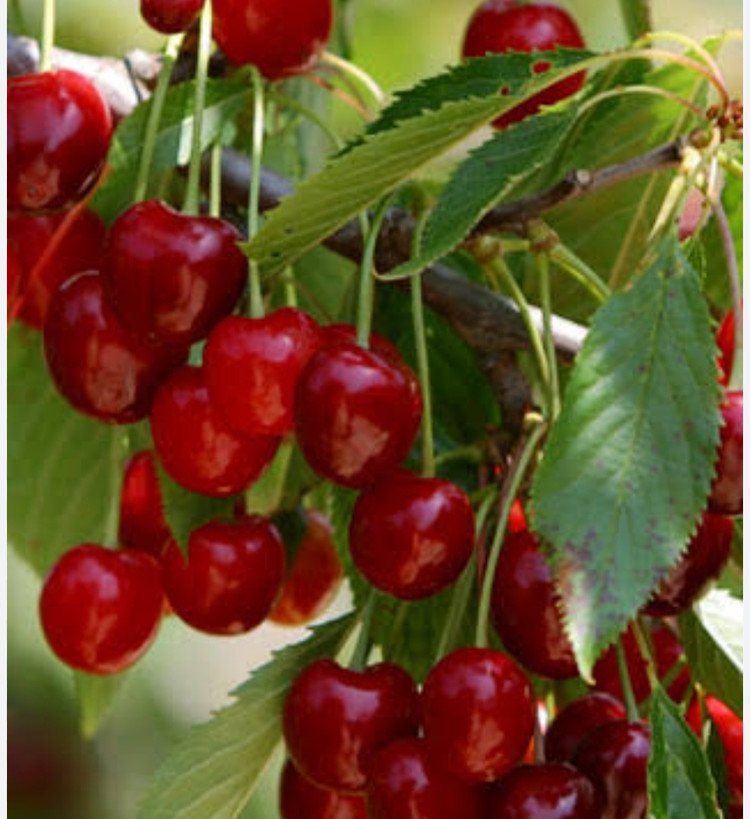 خرید نهال گیلاس شاه دانه ودرشت با طعمه شیرین مقاوم به کم ابی و گرما