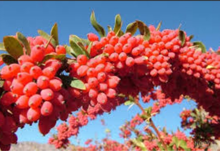 خرید نهال زرشک بی دانه با رنگ محصول پر بار مقاوم به کم ابی و گرما