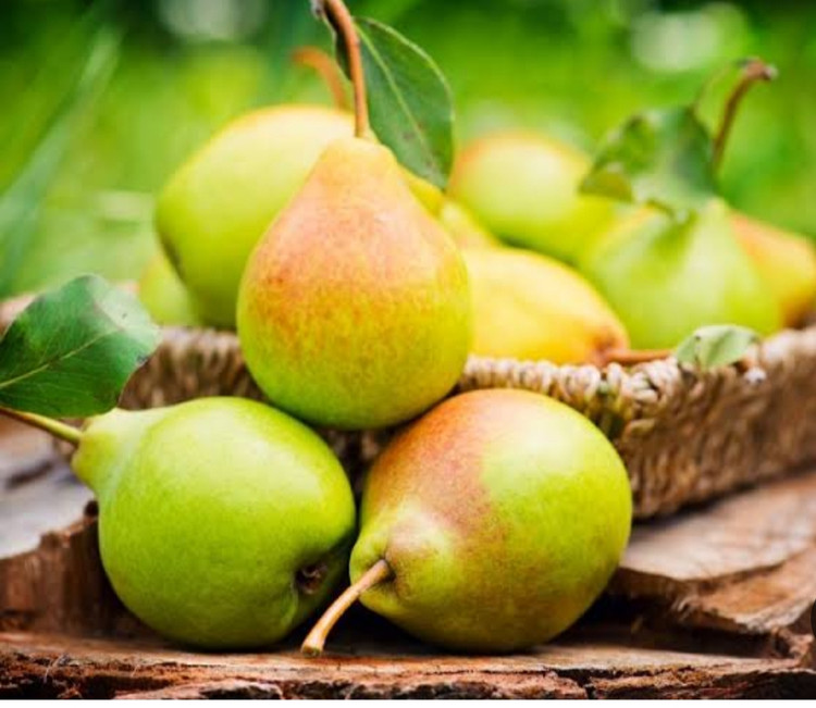 خرید نهال گلابی پاکوتاه درگزی میوه درشت شیرین مقاوم به کم ابی و گرما
