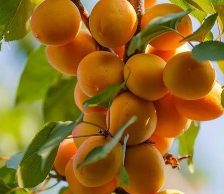 خرید نهال زرد آلو پرتقالی میوه درشت با طعمه شیرین مقاوم به کم ابی و گرما