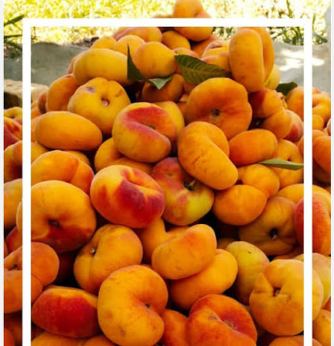 خرید نهال هلو انجیری زعفرانی میوه درشت با طعمه شیرین مقاوم به کم ابی و گرما