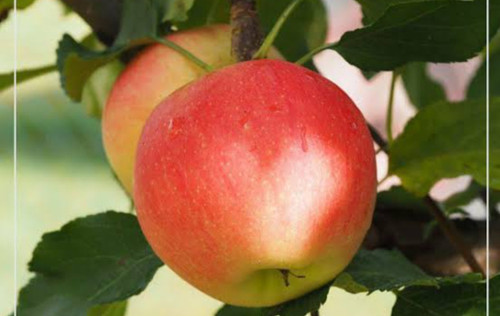 خرید نهال سیب دو رنگ فرانس درشت با طعمه شیرین مقاوم به کم ابی و گرما