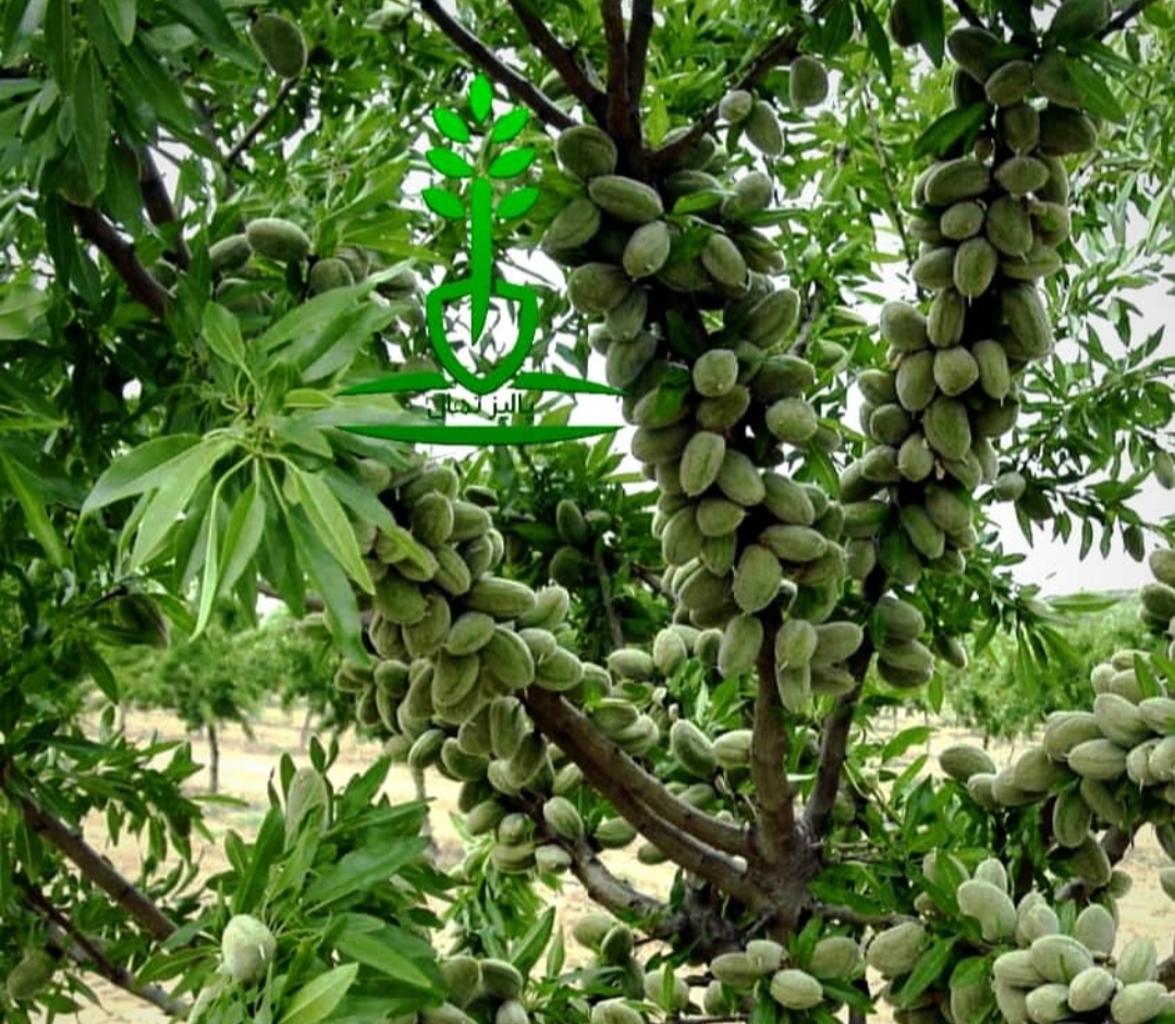 خرید نهال بادام تونو خوش مزه مقاوم به کم ابی و گرما