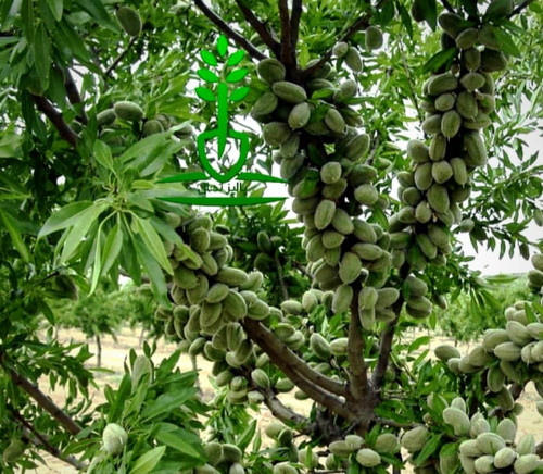 خرید نهال بادام تونو خوش مزه مقاوم به کم ابی و گرما