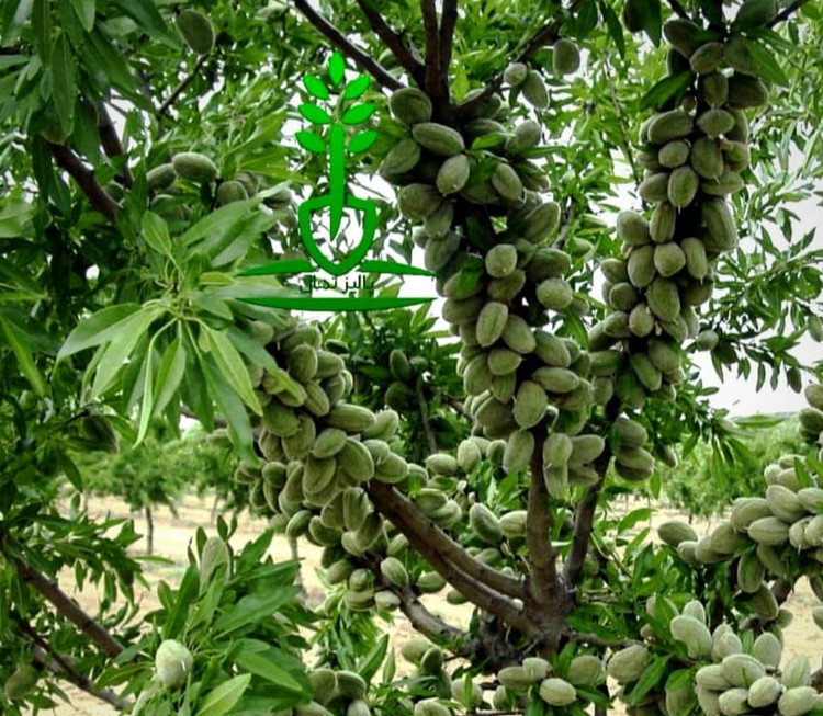 خرید نهال بادام تونو خوش مزه مقاوم به کم ابی و گرما