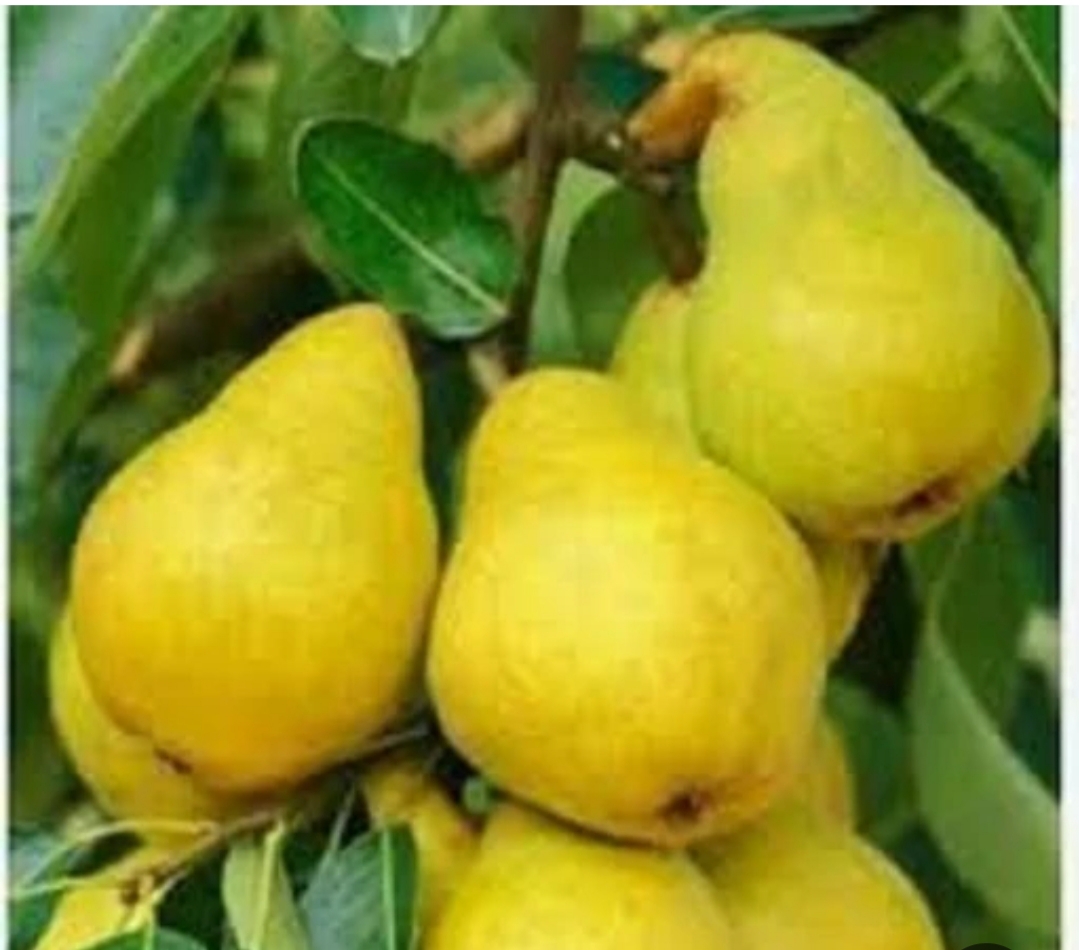خرید نهال گلابی شاه میوه خوشمزه شیرین درشت مقاوم به کم ابی و گرما