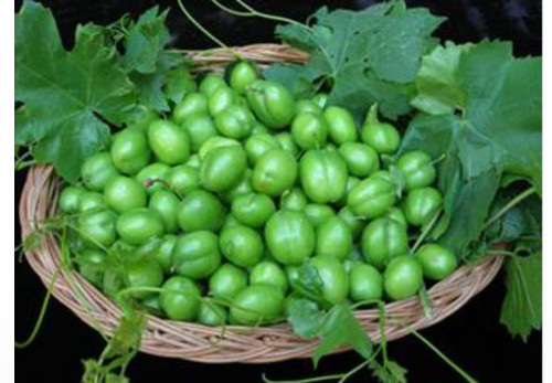 خرید نهال آلوچه قندی با طعمه شیرین درشت مقاوم به کم ابی و گرما