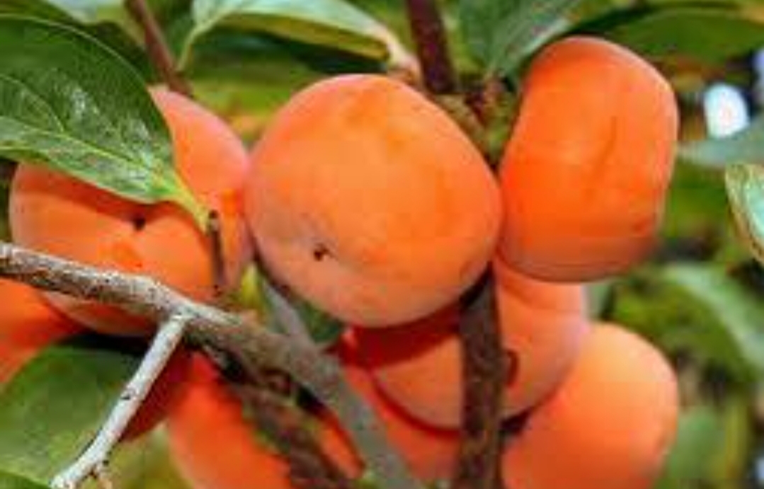 خرید نهال خرمالو چینی سفت خوش مزه و درشت شیرین مقاوم به کم ابی و گرما