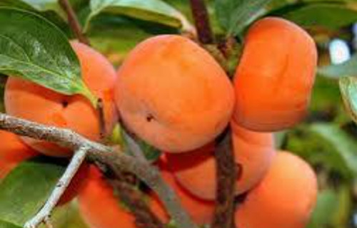 خرید نهال خرمالو چینی سفت خوش مزه و درشت شیرین مقاوم به کم ابی و گرما