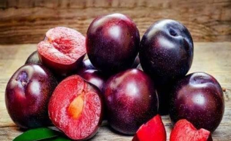 خرید نهال الو بخارا با طعمه شیرین درشت مقاوم به کم ابی و گرما