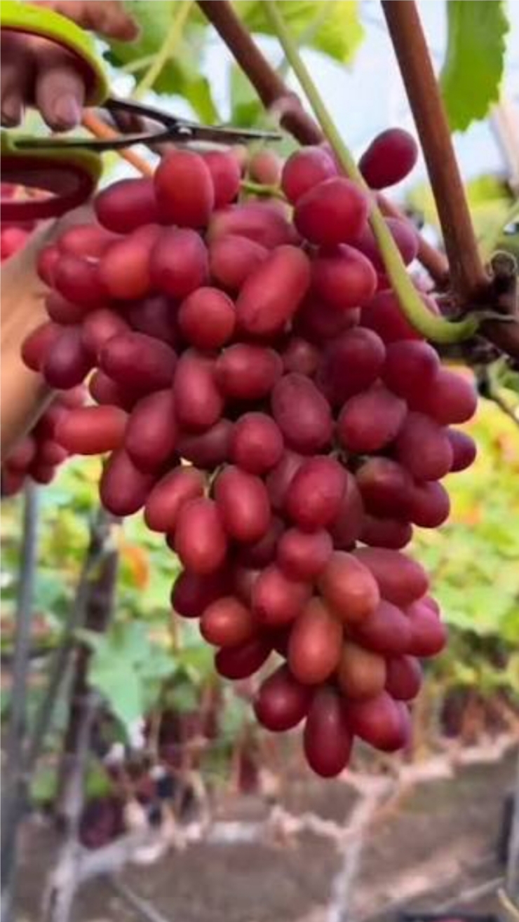 خرید نهال انگور فلیم سیدلس فرانسه درشت با طعمه شیرین بسیار هم اقتصادی