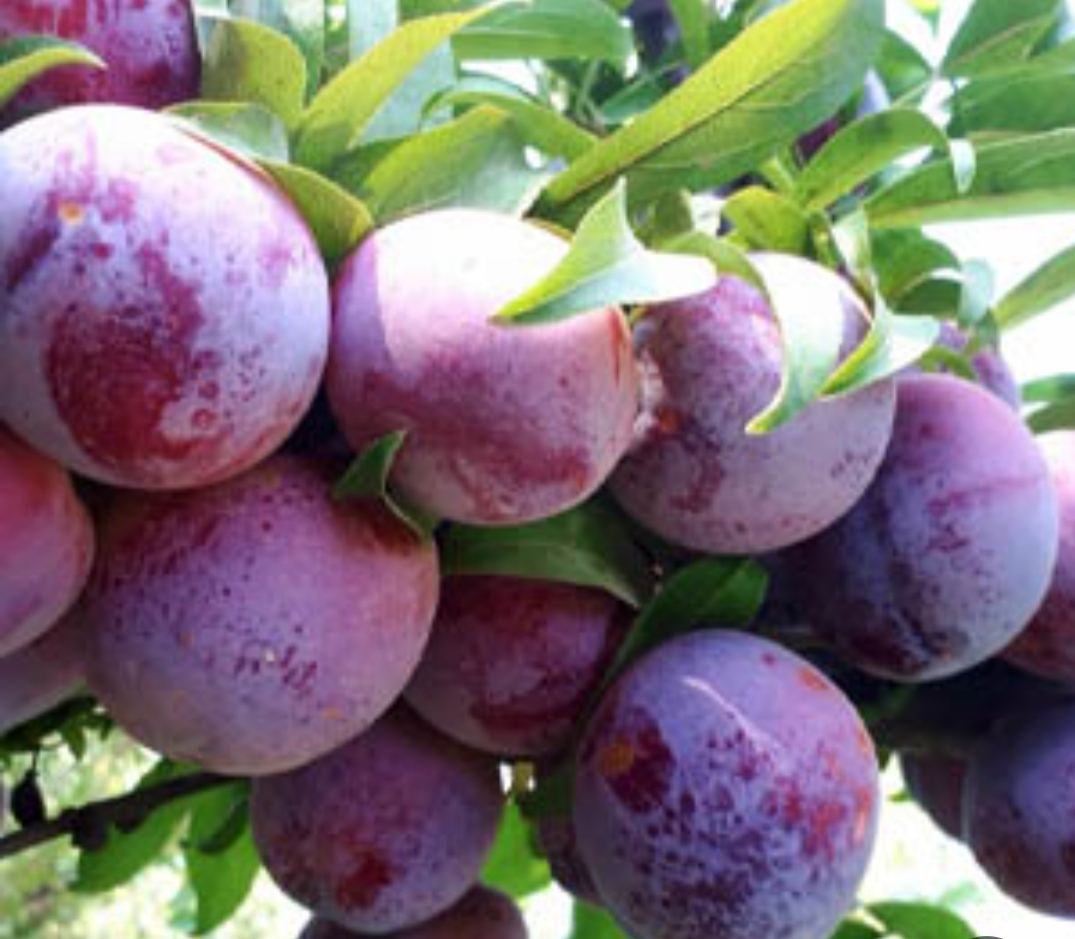 خرید نهال آلو شابلون درشت با طعمه شیرین مقاوم به کم ابی و سرما
