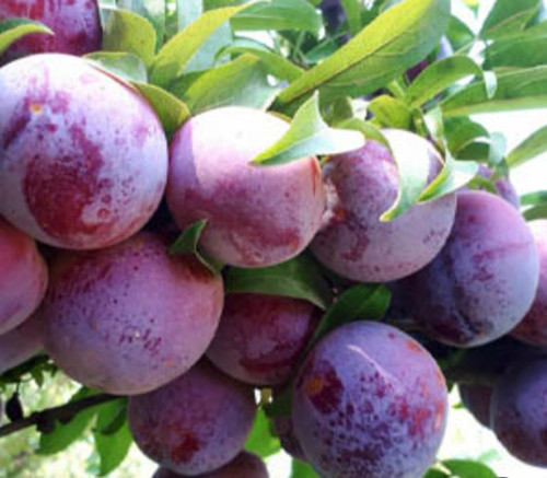 خرید نهال آلو شابلون درشت با طعمه شیرین مقاوم به کم ابی و سرما