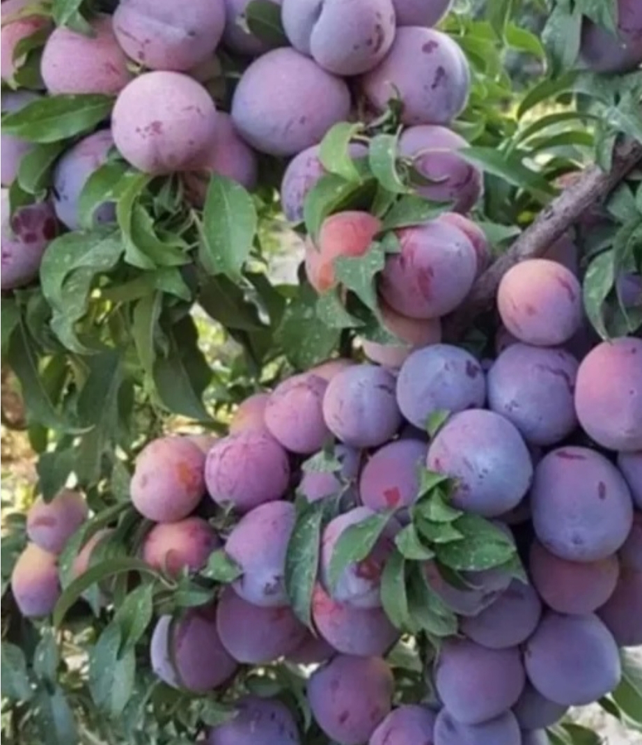 خرید نهال آلو خاکی درشت با طعمه شیرین بسیار اقتصادی مقاوم به کم ابی و سرما