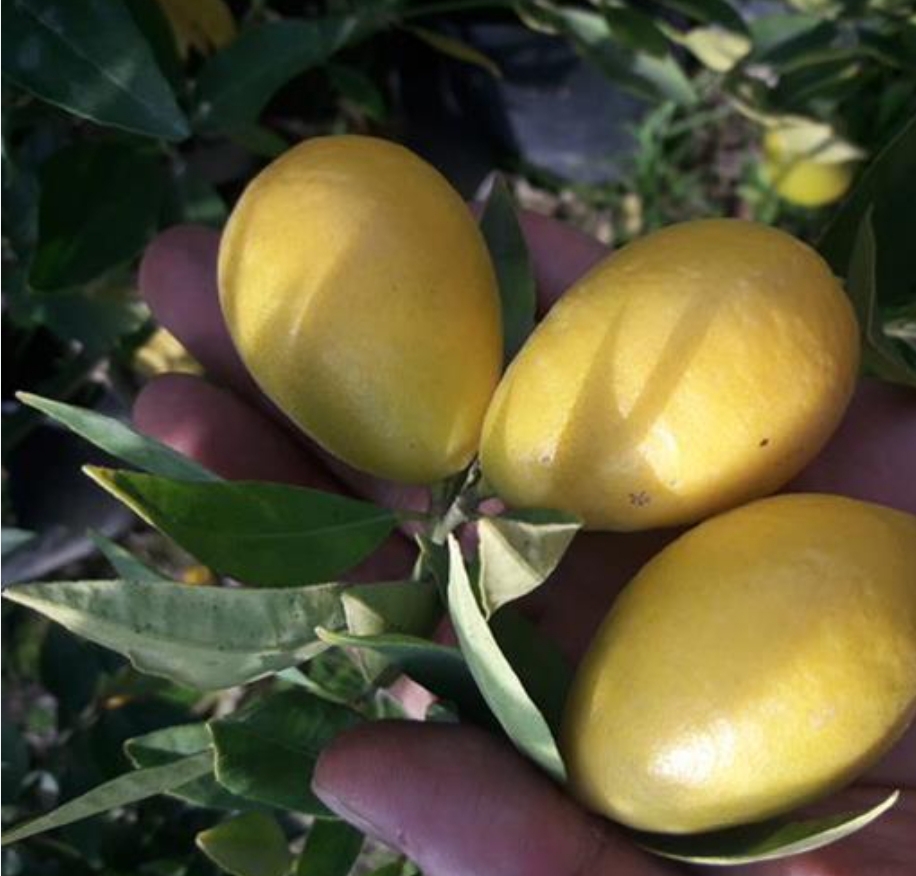 خرید نهال لیمو ترش گلابی درشت اب دار بسیار اقتصادی مقاوم به کم ابی و سرما