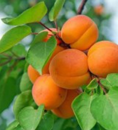 خرید نهال زردآلو شکر پاره درشت شیرین اب دار بسیار اقتصادی مقاوم به کم ابی و سرما