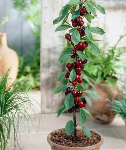 خرید نهال گیلاس تکدانه درشت شیرین اب دار بسیار اقتصادی مقاوم به کم ابی و سرما