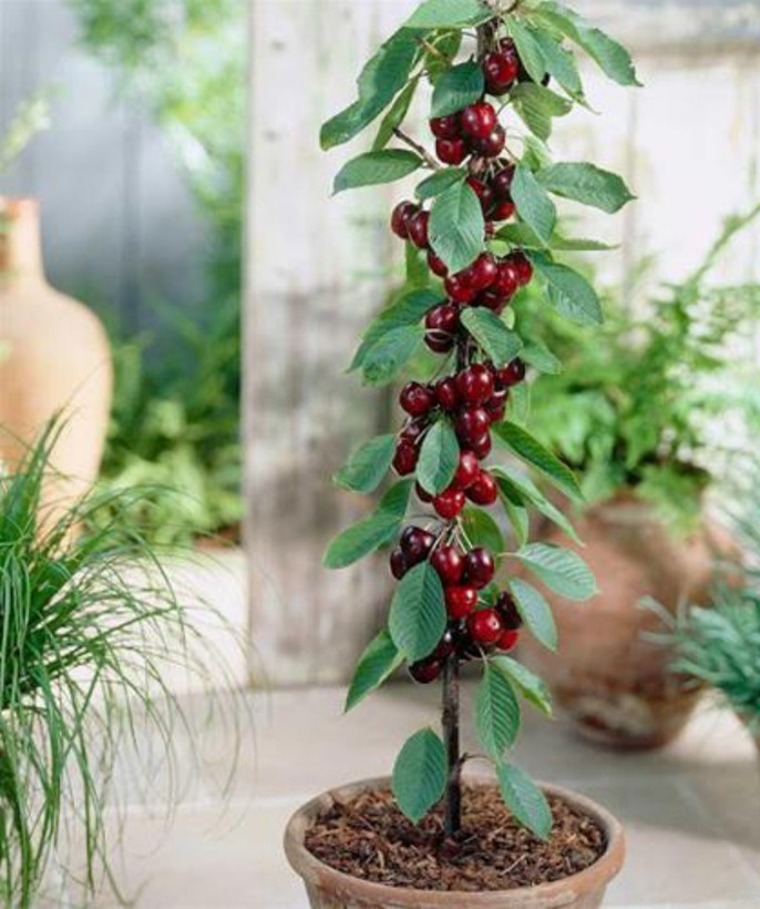 خرید نهال گیلاس تکدانه درشت شیرین اب دار بسیار اقتصادی مقاوم به کم ابی و سرما