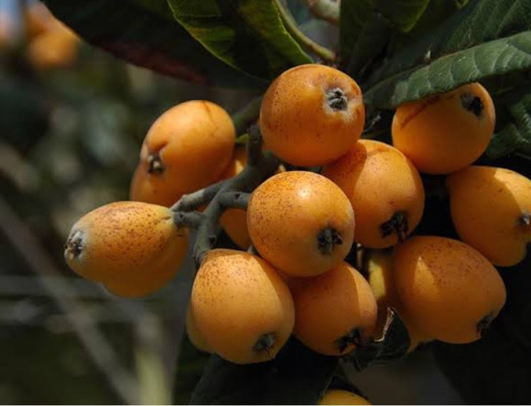 خرید نهال ازگیل پیوندی (کندوس)ازگیل محلی درشت بسیار اقتصادی مقاوم به کم ابی و سرما