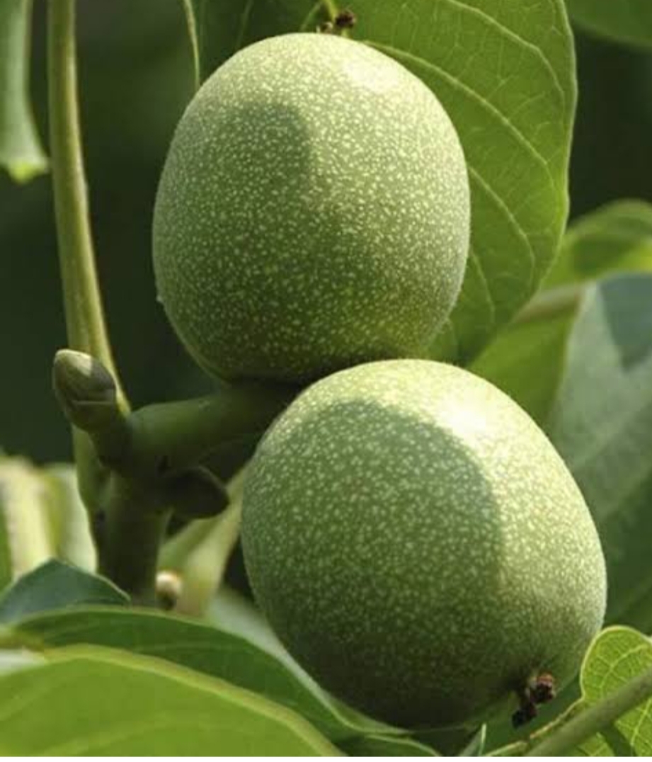 خرید نهال گردو فرانکت پیوندی درشت بسیار اقتصادی مقاوم به کم