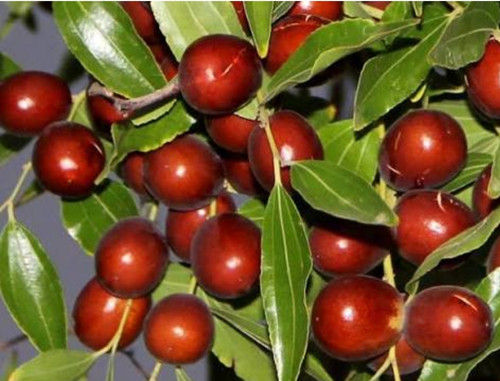 خرید نهال عناب بیرجند درشت با طعمه شیرین بسیار اقتصادی مقاوم به کم ابی و سرما