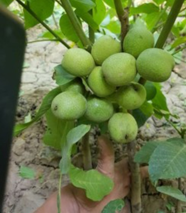 خرید نهال گردو ژنوتیپ برتر تیپ 7 درشت بسیار اقتصادی مقاوم به کم ابی و سرما