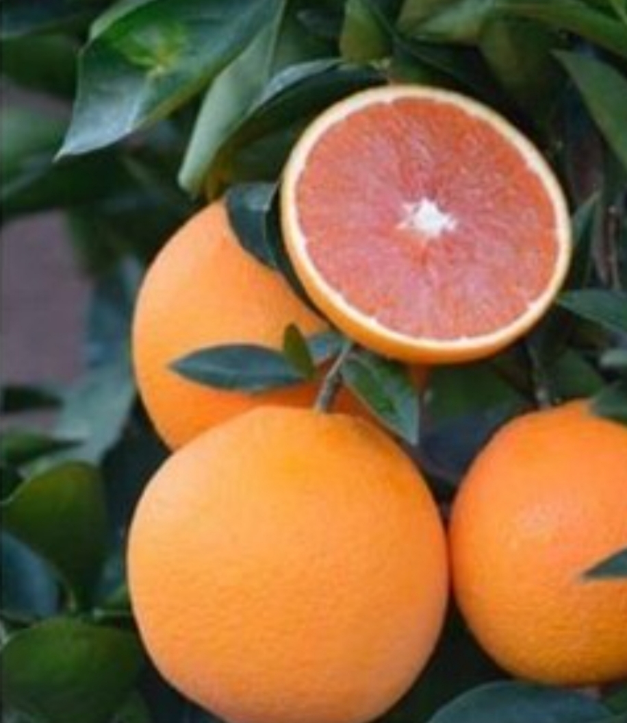 خرید نهال پرتقال کاراکارا درشت اب دار شیرین بسیار اقتصادی مقاوم به کم ابی و سرما
