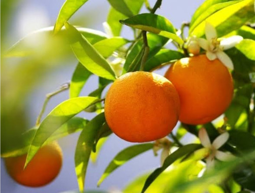 خرید نهال بهار نارنج شمالی درشت اب دار شیرین بسیار اقتصادی مقاوم به کم ابی و سرما