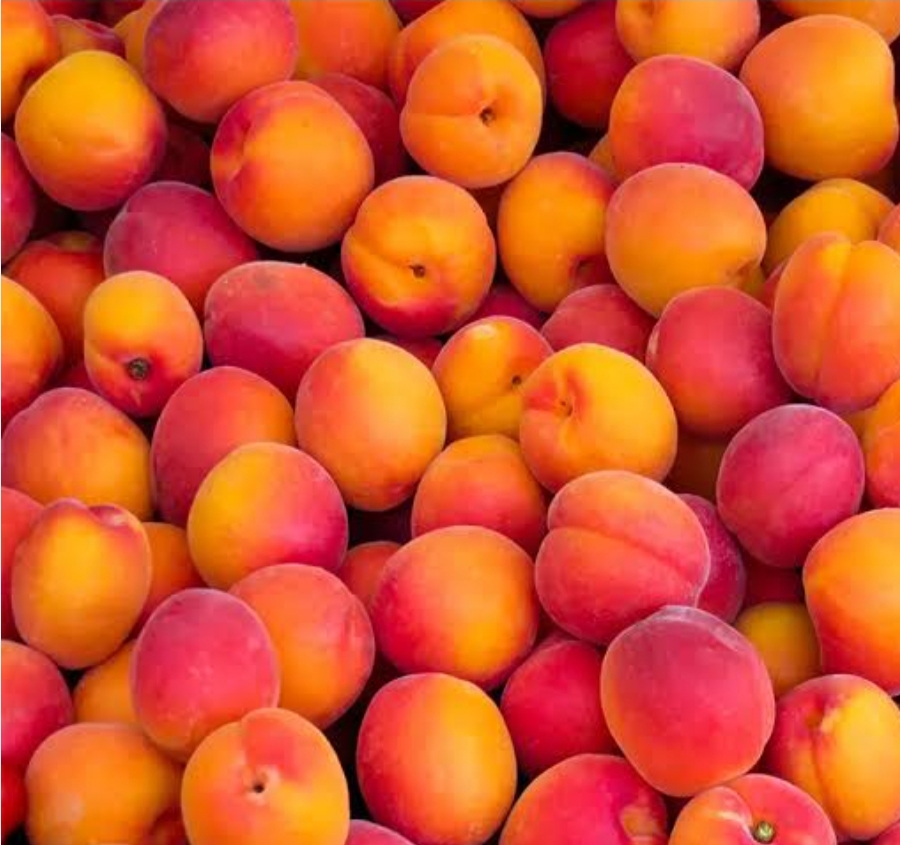 خرید نهال زرد الو قرمز تبرزه درشت اب دار شیرین بسیار اقتصادی مقاوم به کم ابی و سرما