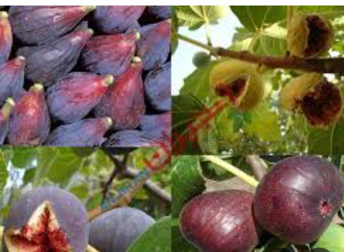 خرید نهال شاه انجیر سیاه درشت اب دار شیرین بسیار اقتصادی مقاوم به کم ابی و سرما
