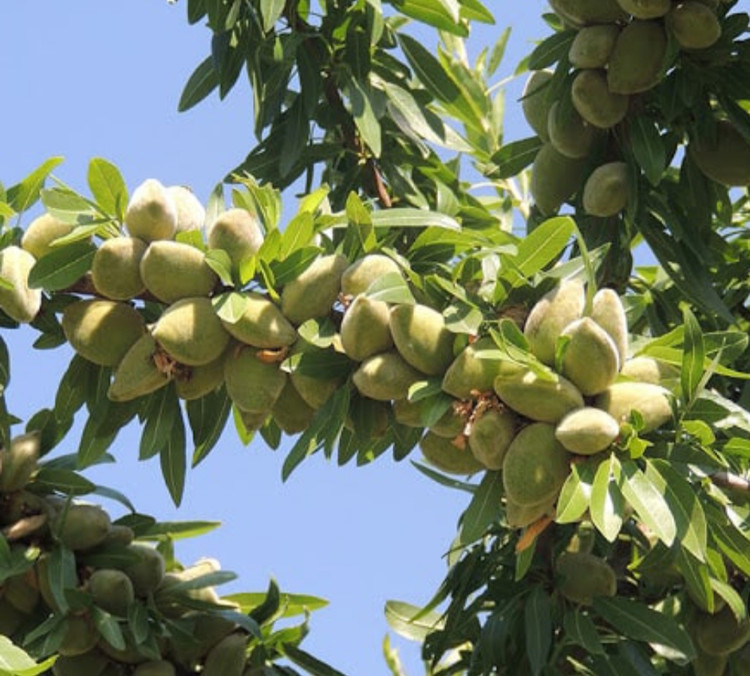 خرید نهال بادام دیرگل آذر(نیمه کاغذی) با دانه های بزرگ خوشمزه مقاوم به کم ابی و گرما