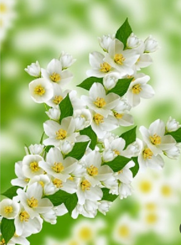 خرید نهال گل یاس معطر با گلهای بزرگ و زیبا مقاوم به کم ابی و گرما