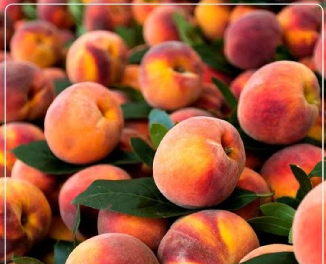 خرید نهال هلو آلبرتا دوبار درشت اب دار شیرین بسیار اقتصادی مقاوم به کم ابی و سرما