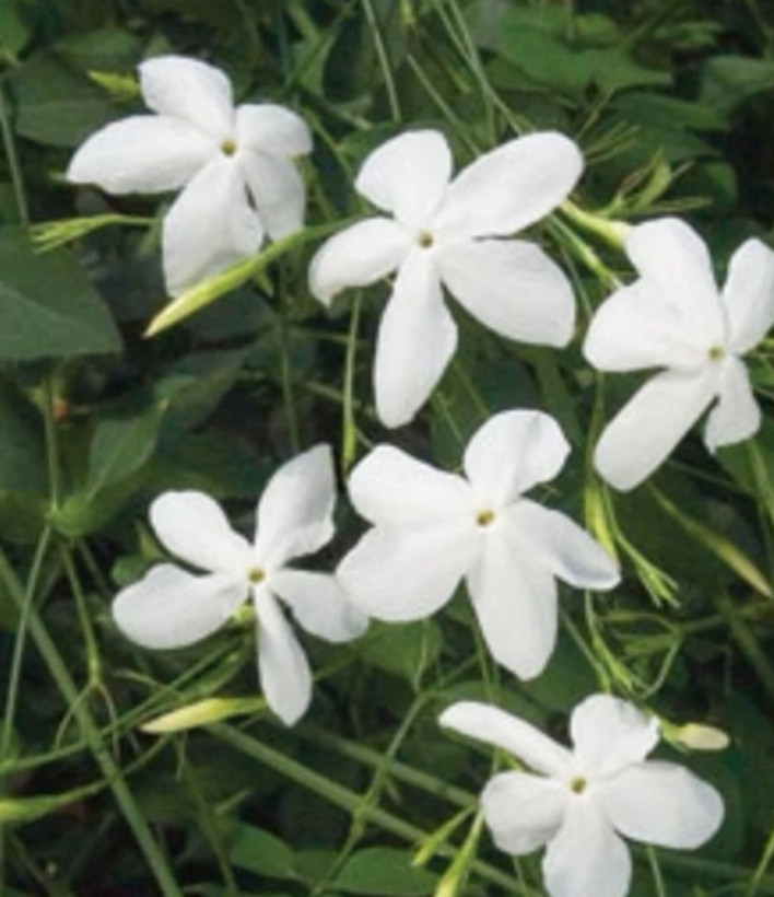 خرید نهال یاس چمپا معطر رونده گل های زیبا مقاوم به کم ابی و گرما