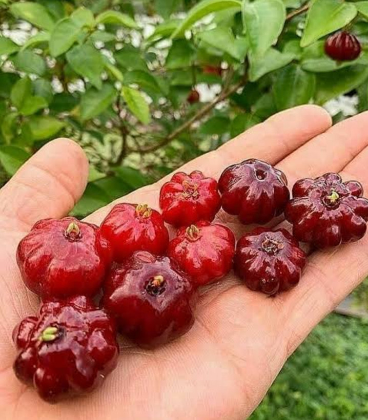خرید نهال گیلاس سورینام سیاه درشت با طعمه شیرین بسیار اقتصادی مقاوم به کم ابی و سرما