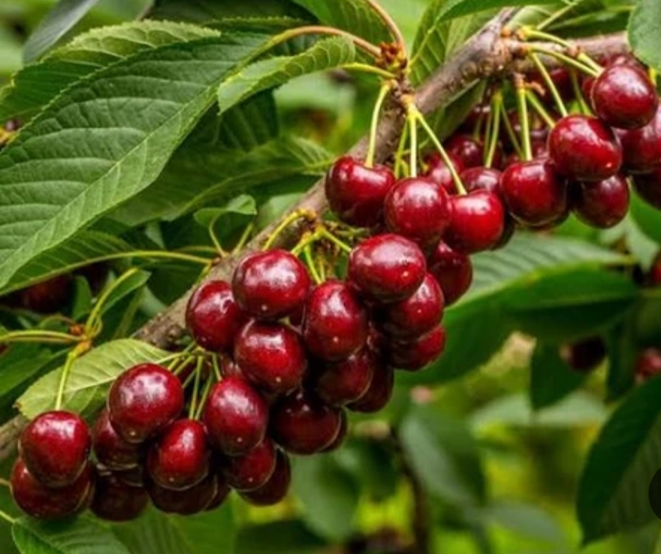 خرید نهال آلبالو ناپلئون درشت شیرین اب دار بسیار اقتصادی مقاوم به کم ابی و سرما