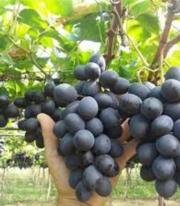 خرید نهال انگور شامپاین فرانسه(ریشه پرس)درشت شیرین اب دار بسیار اقتصادی مقاوم به کم ابی و سرما